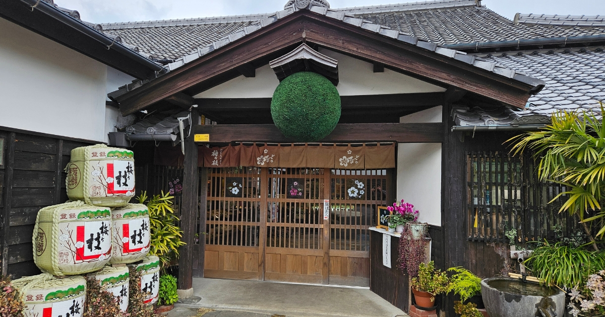 梅ヶ枝酒造の玄関軒下に飾られた杉の玉